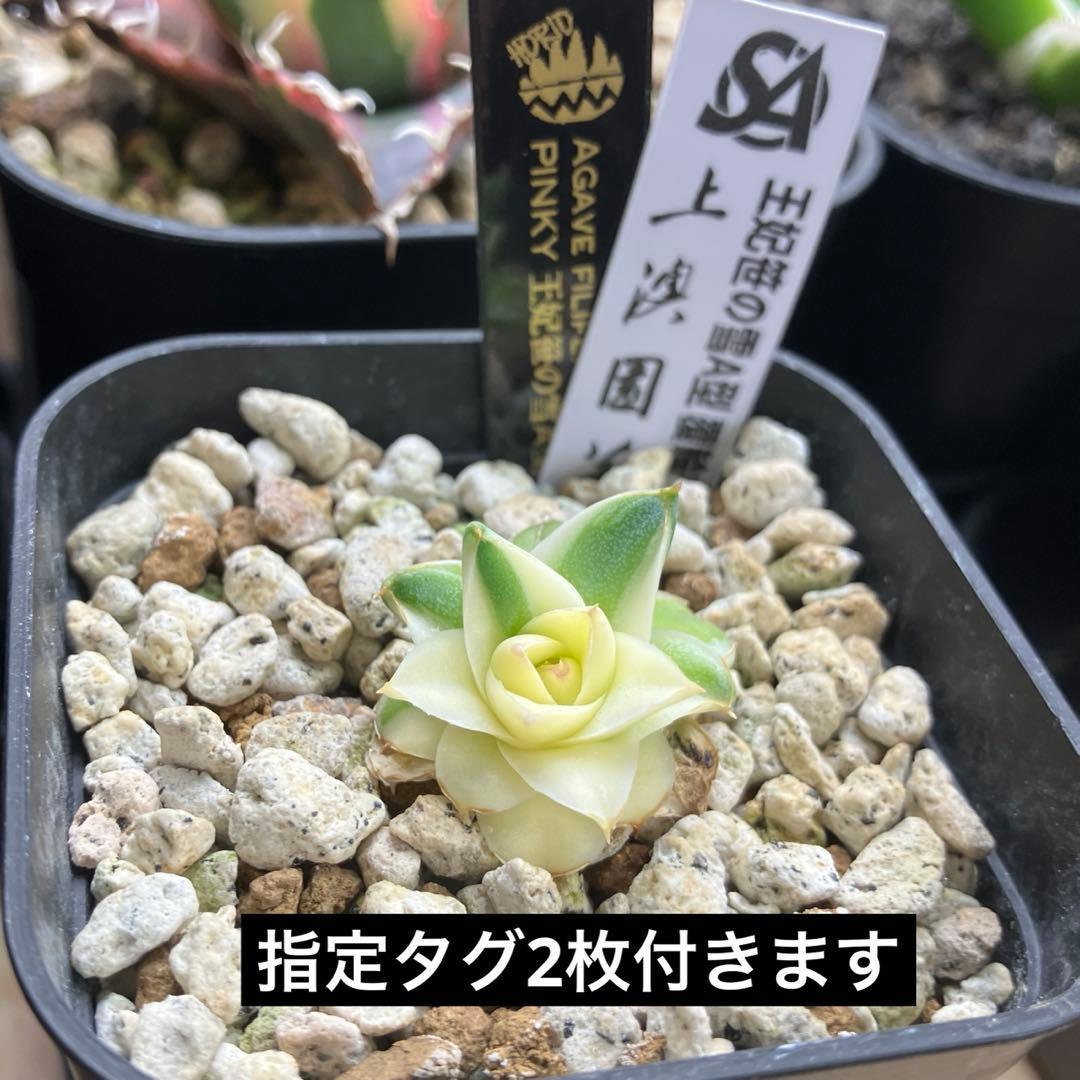 彪*丸様 【初売りオークション】74 アガベ　王妃笹の雪A型　ピンキー　変わり斑