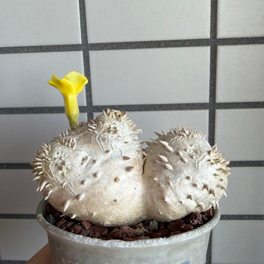 z*o様 【鉢付き】 パキポディウム デンシカウレ 実生 ダブルヘッド 恵比寿大