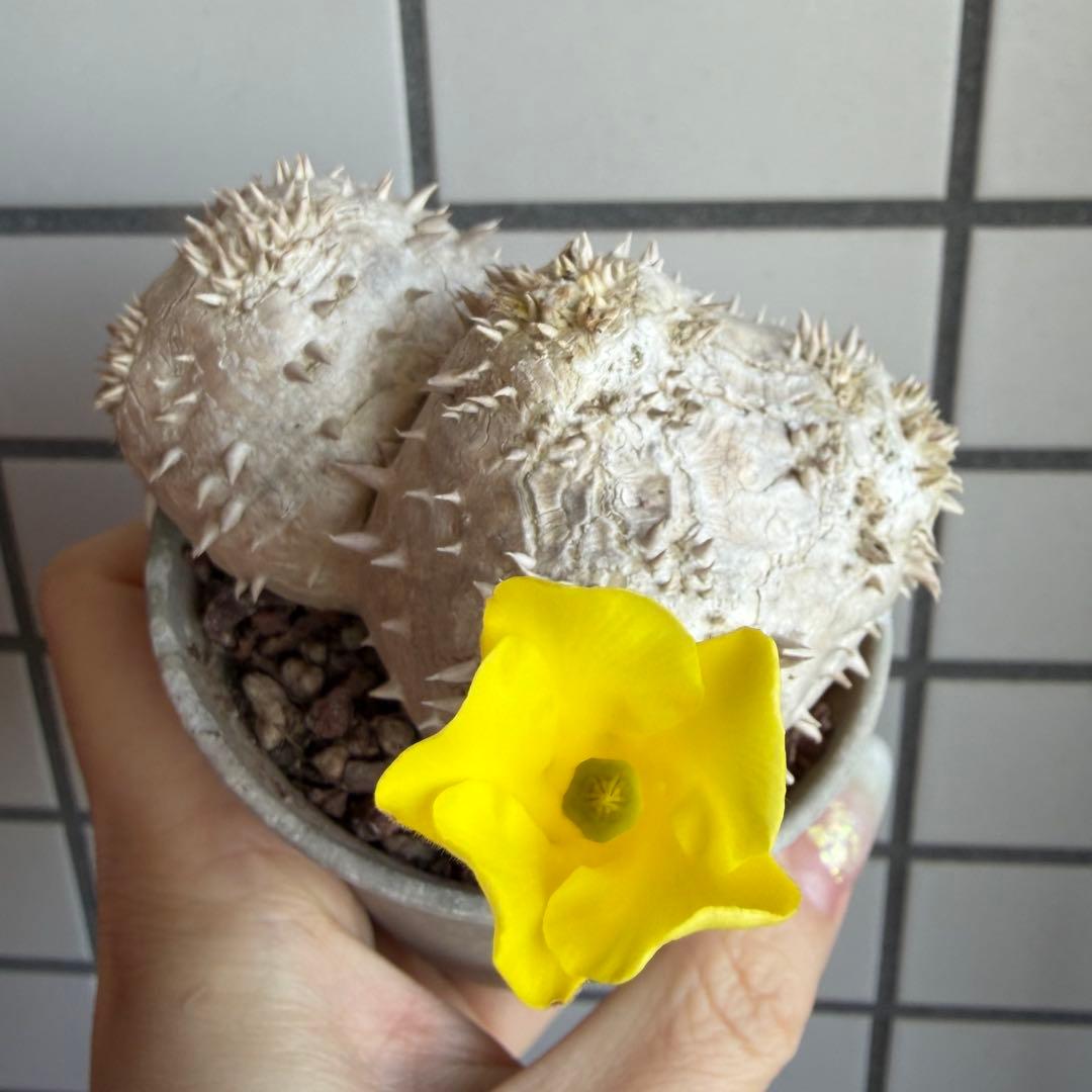 z*o様 【鉢付き】 パキポディウム デンシカウレ 実生 ダブルヘッド 恵比寿大