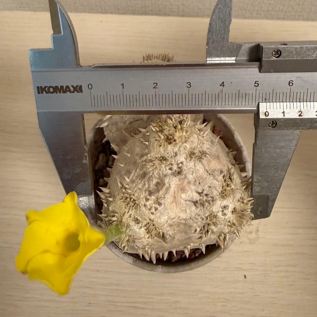 z*o様 【鉢付き】 パキポディウム デンシカウレ 実生 ダブルヘッド 恵比寿大