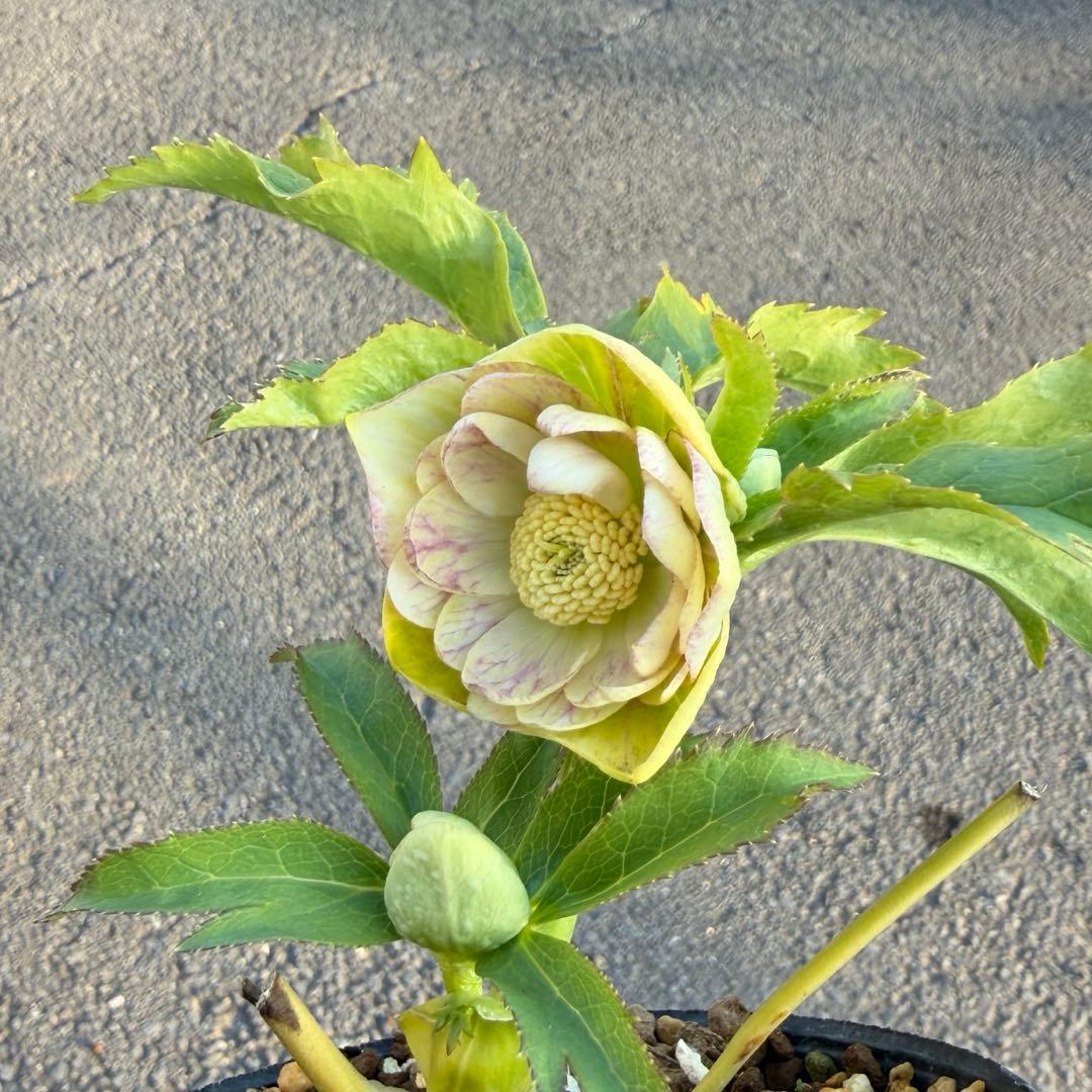 029 クリスマスローズ　開花株