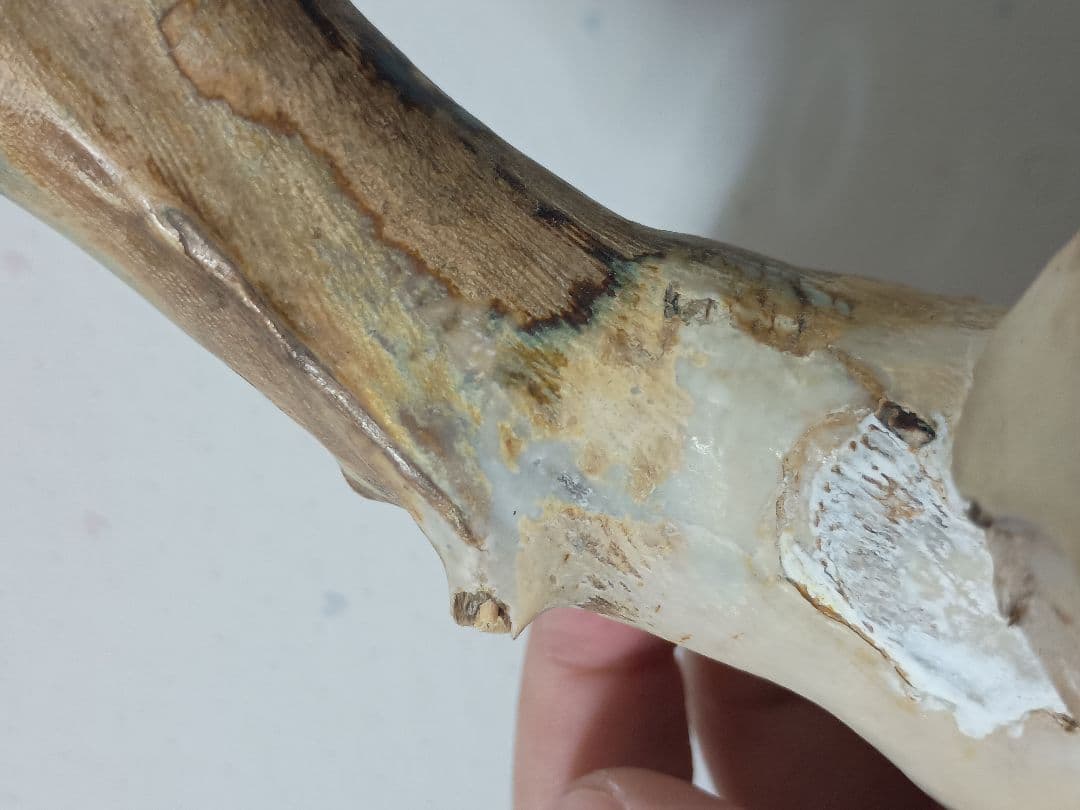 深海松　海松珊瑚　レインボーコーラル　天然素材　原木　約554g程度