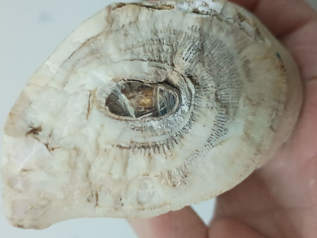 深海松　海松珊瑚　レインボーコーラル　天然素材　原木　約554g程度