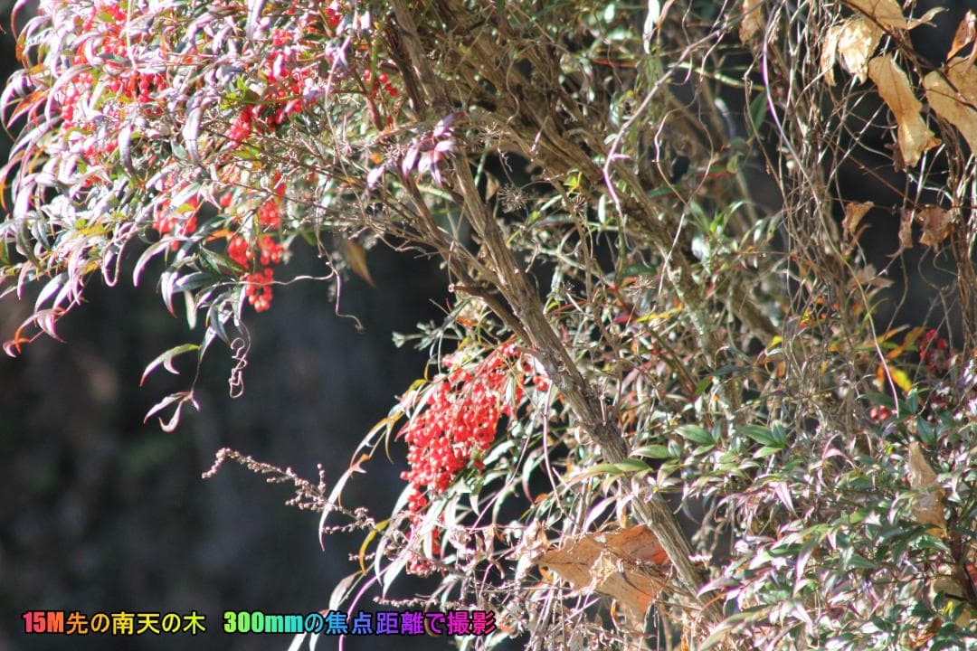 ⭐【Canon EOS 60D】プレゼント向け　初心者～中級者Wレンズセット