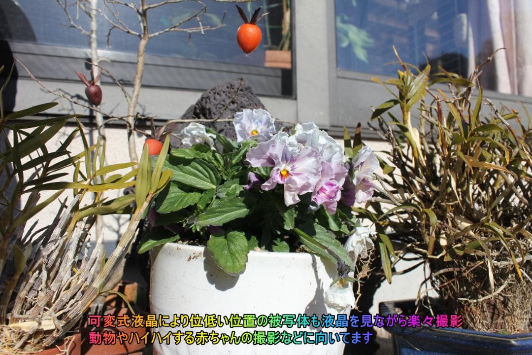 ⭐【Canon EOS 60D】プレゼント向け　初心者～中級者Wレンズセット