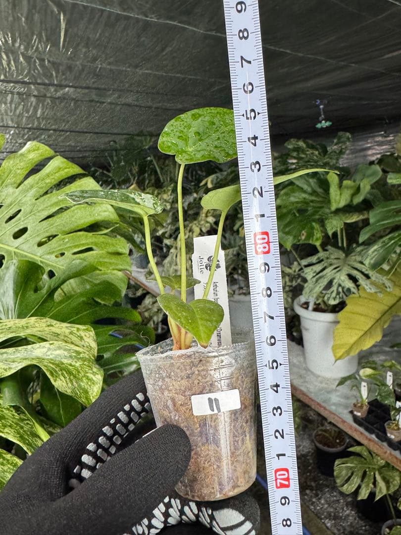 う*ー様 11ベッセアエ×デビリス×ドリームウィーバー×パピリラミナム斑入りの可