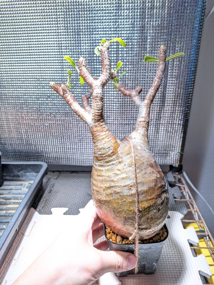 タ*ー様 パキポディウム　グラキリス現地球