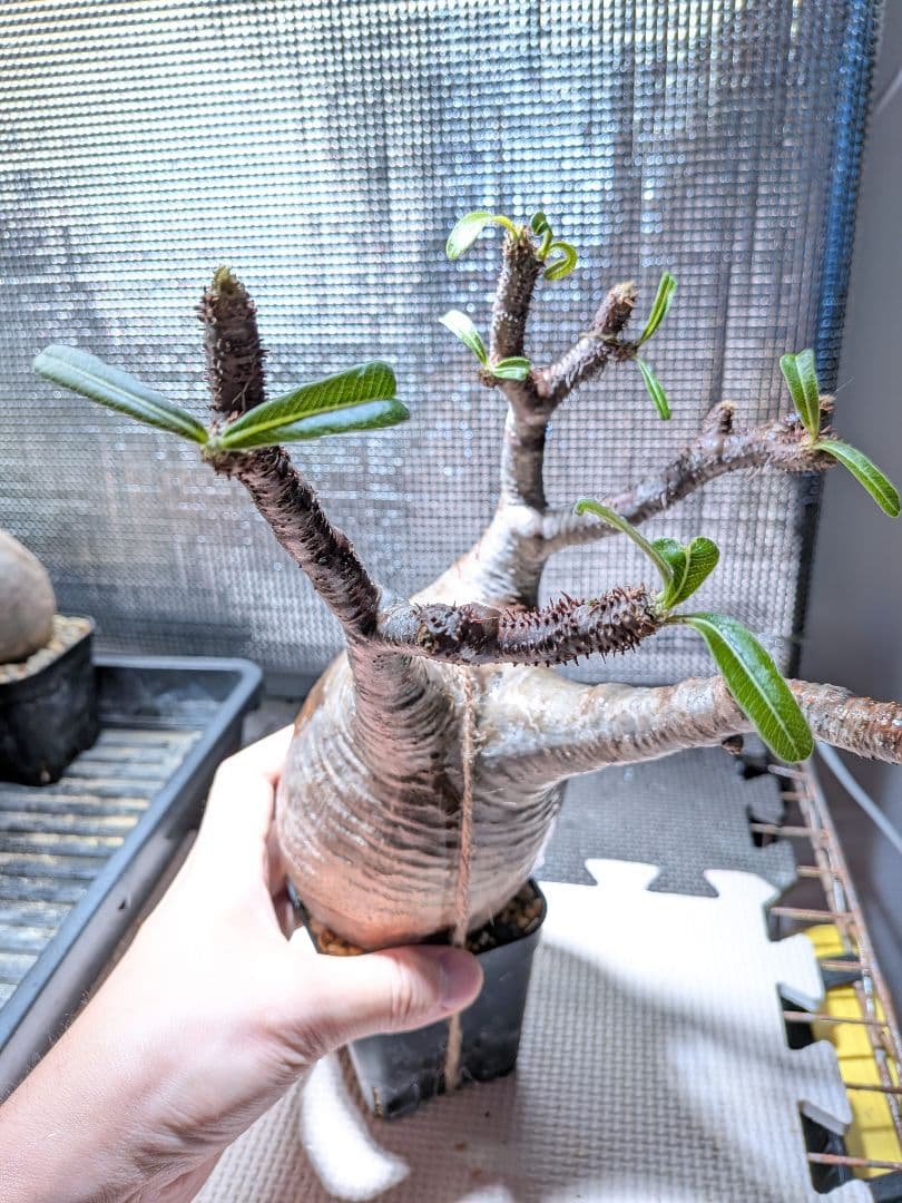 タ*ー様 パキポディウム　グラキリス現地球