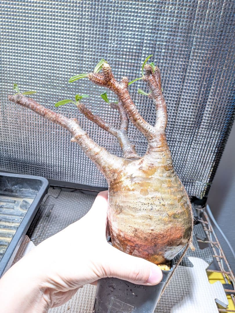 タ*ー様 パキポディウム　グラキリス現地球