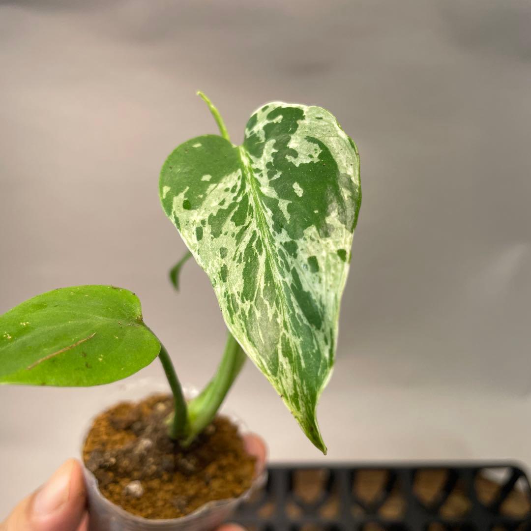 に*y様 A11品種保証！斑入り保証！Bulbasaurモンステラ バルバソー