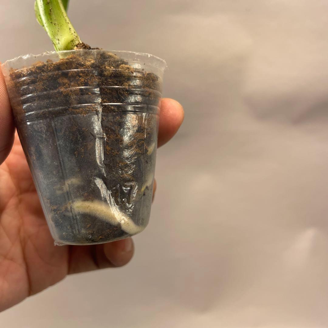 に*y様 A11品種保証！斑入り保証！Bulbasaurモンステラ バルバソー