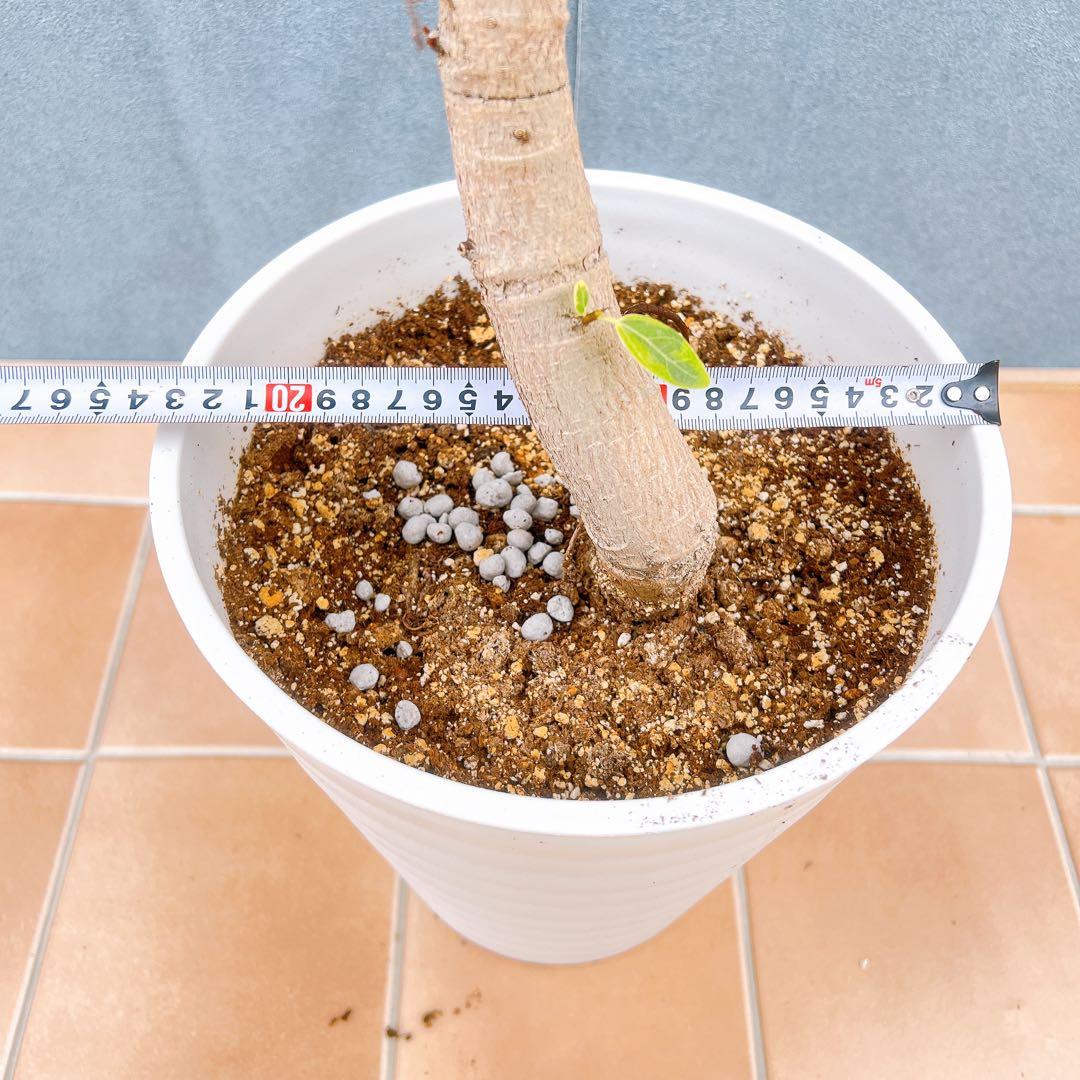 現品　フィカス　ゴムの木　アルテシマ　曲がり　6番　観葉植物　インテリアグリーン