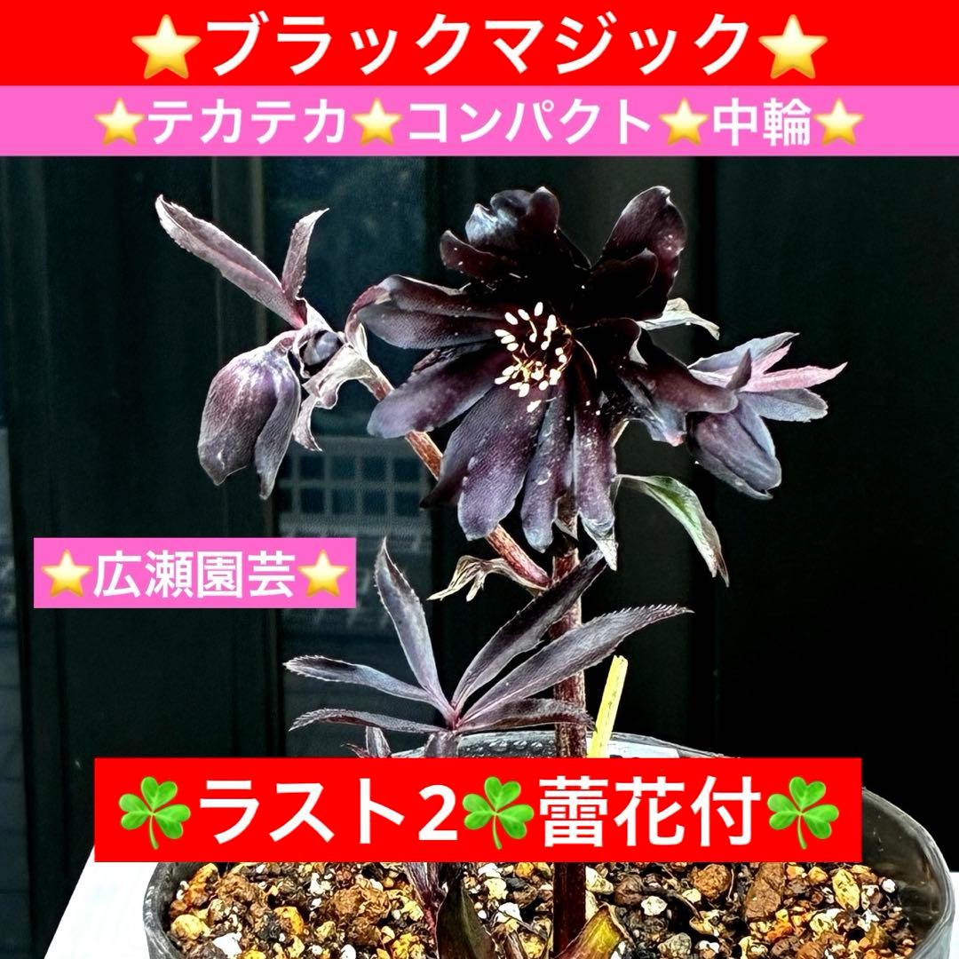 ゴ*ー様 3528☘️ラスト2☘️蕾花付☘️⭐️ブラックマジック⭐️テカテカ⭐️