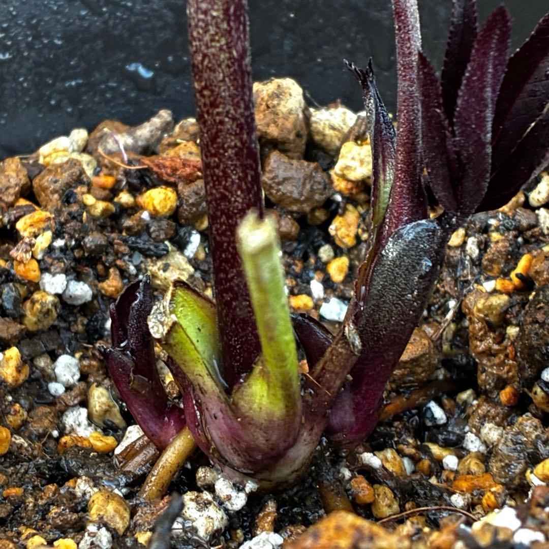 ゴ*ー様 3528☘️ラスト2☘️蕾花付☘️⭐️ブラックマジック⭐️テカテカ⭐️