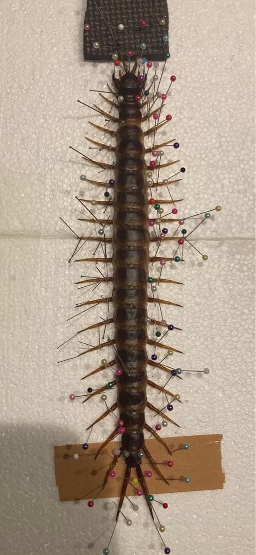 特大ペルビアンジャイアントセンチピード35cm 2枚目に完成品 希望金額コメント