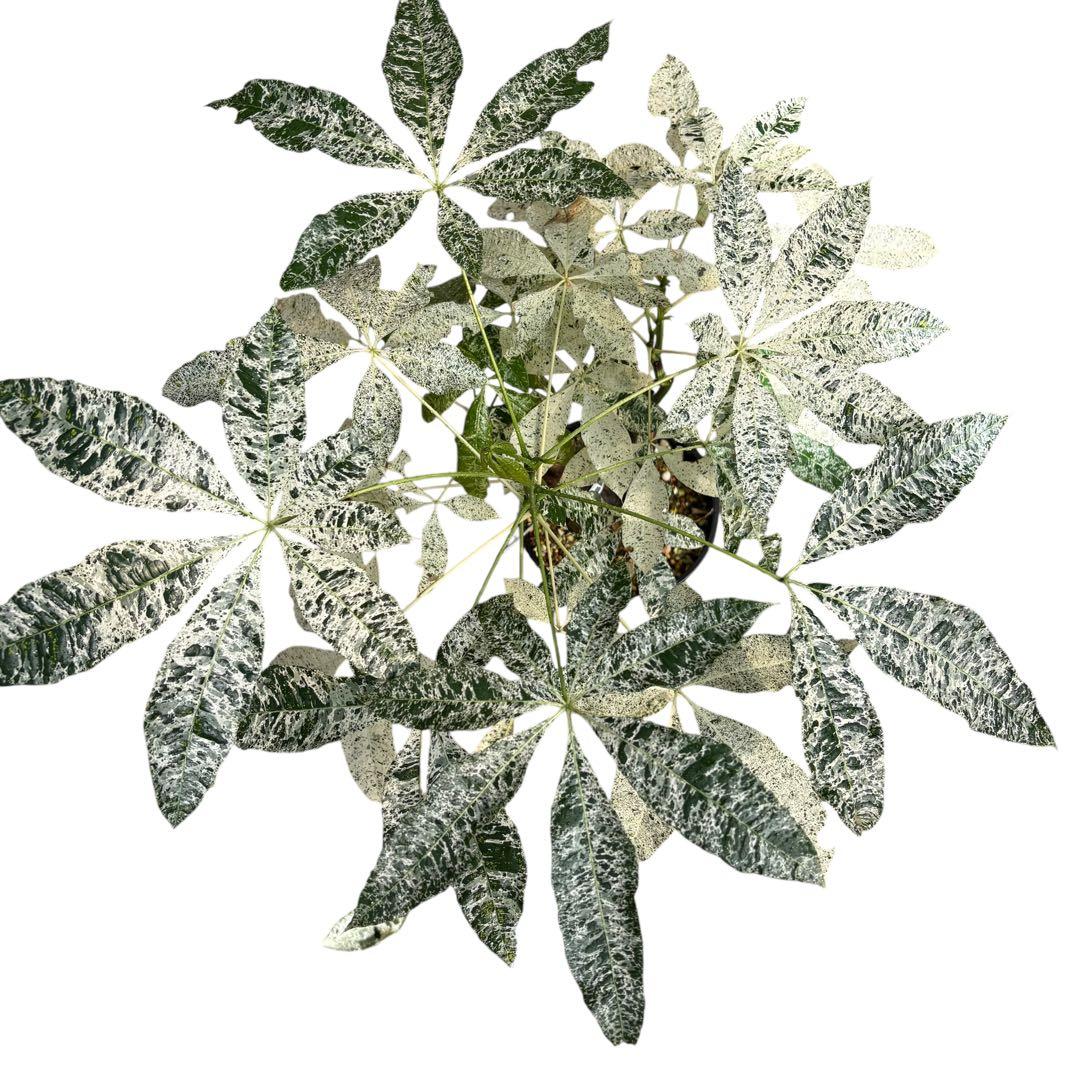 確認用NAO パキラ ミルキーウェイ 斑入り 4箇所接木 太幹 80cm