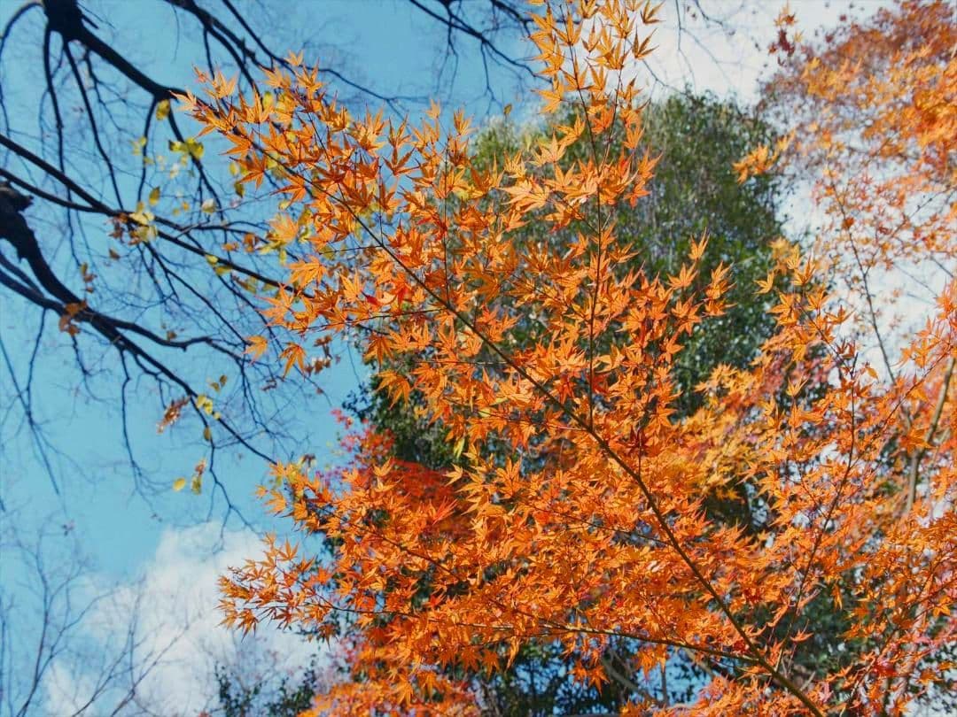 MINOLTA α-9000 フィルム一眼レフカメラ　希少