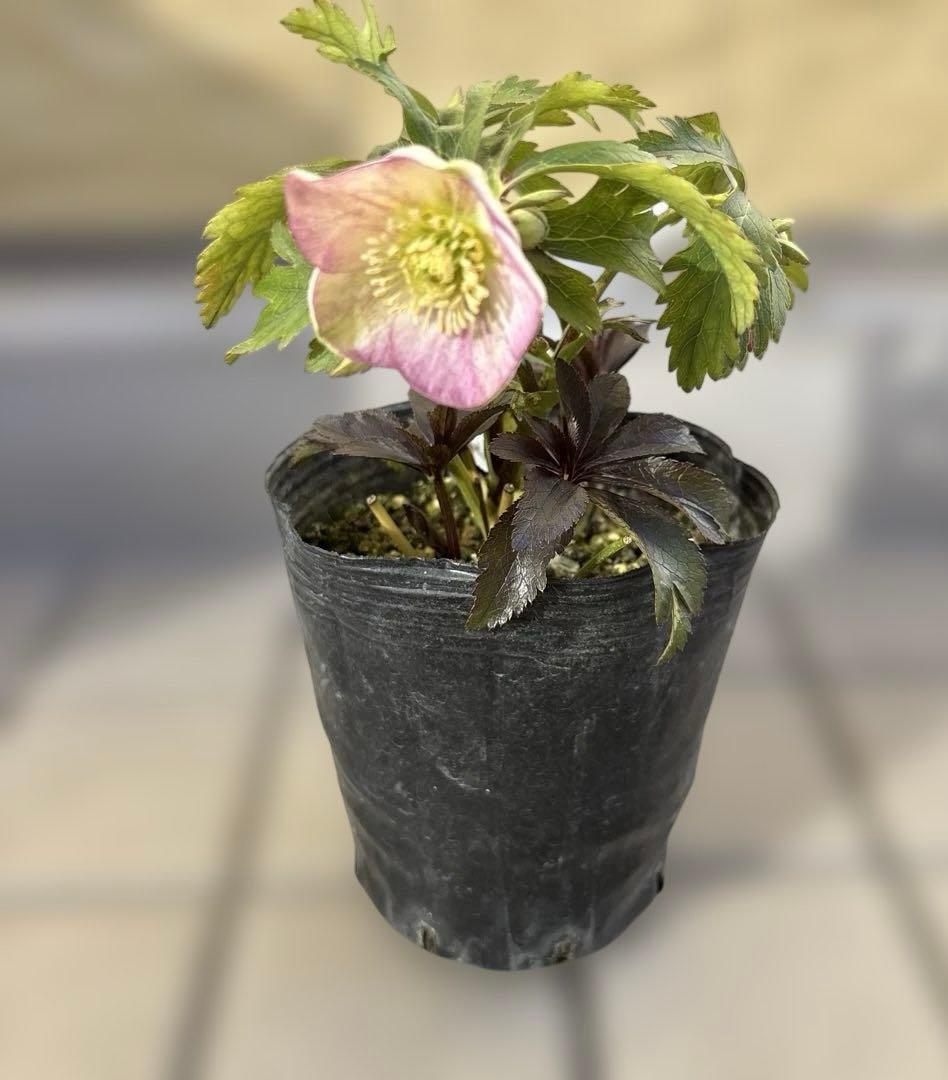 ポーセリンss 大木ナーサリー　クリスマスローズ　タグ付き　現品　開花株