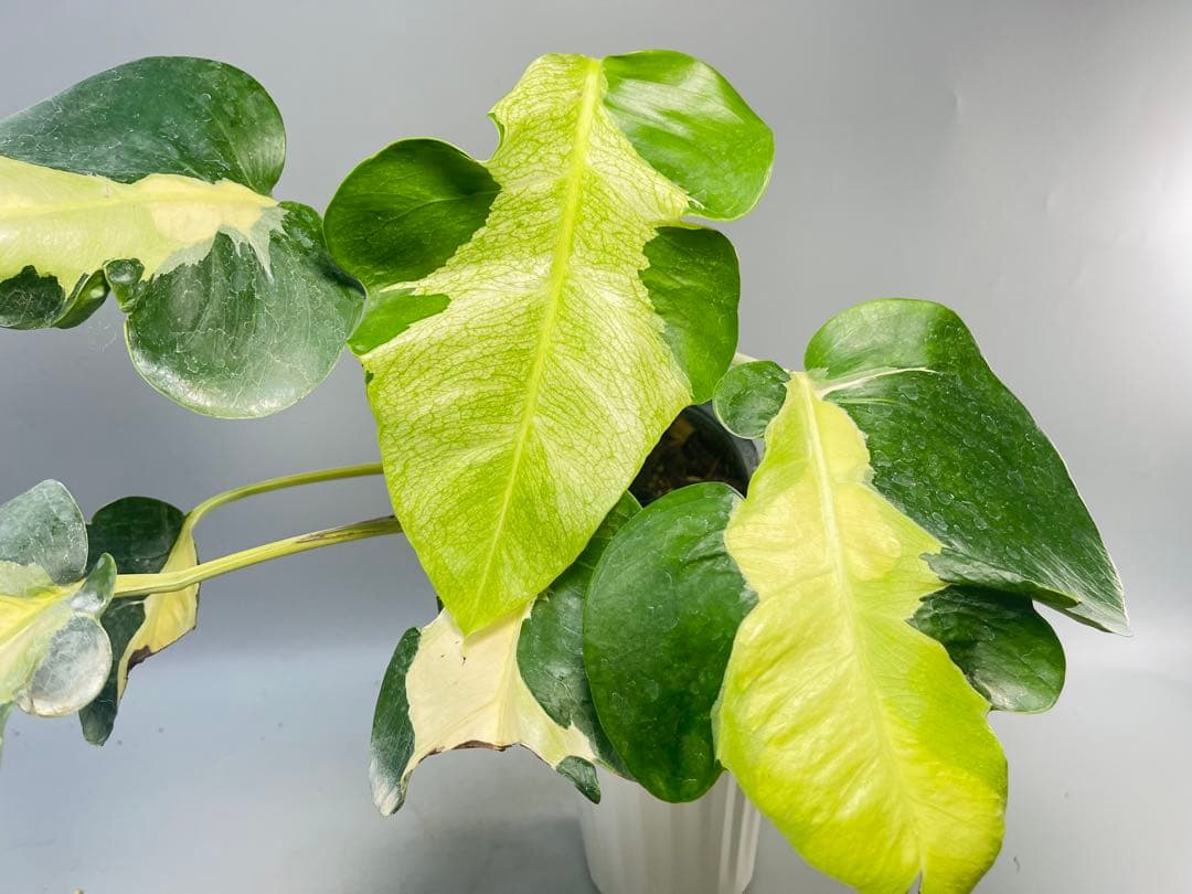 Monstera White Lava モンステラ ホワイトラヴァ 斑入り