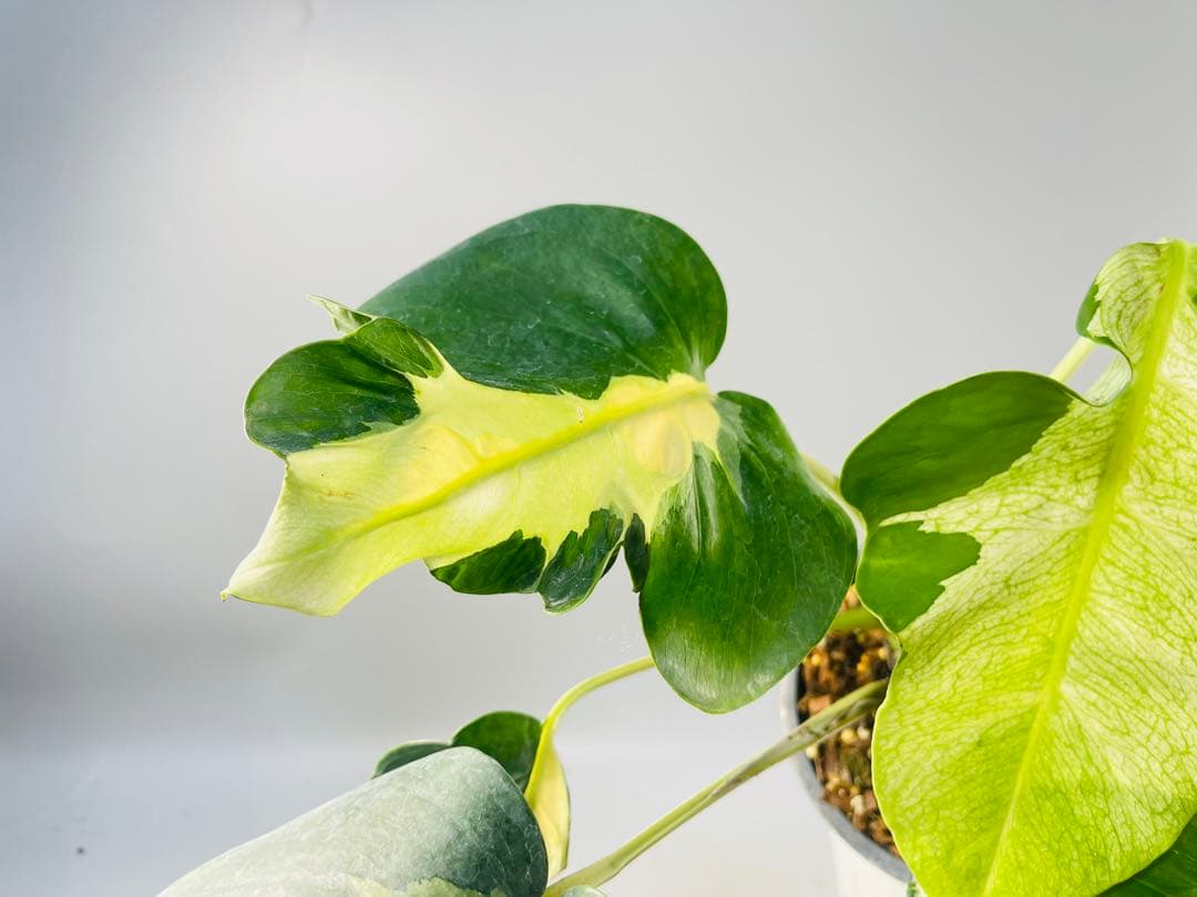 Monstera White Lava モンステラ ホワイトラヴァ 斑入り