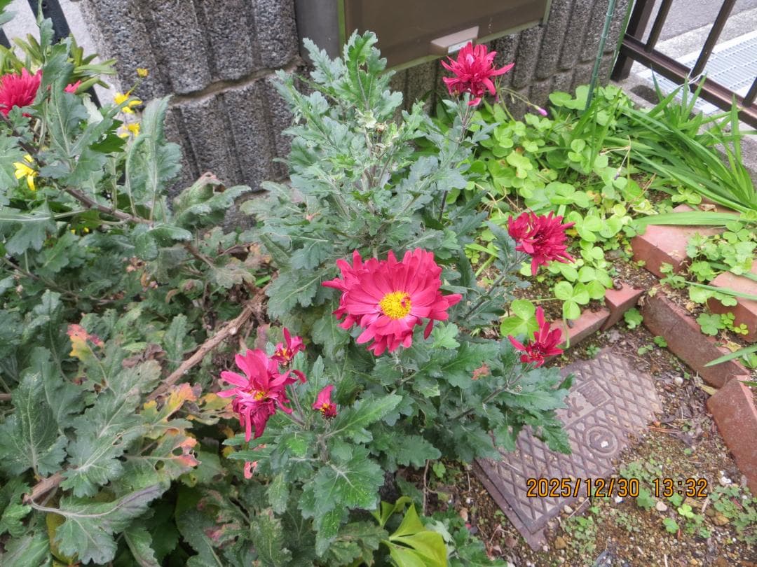 Canon PowerShot SX260 HS コンパクトデジタルカメラ