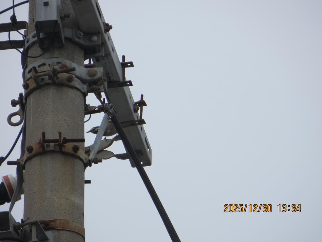 Canon PowerShot SX260 HS コンパクトデジタルカメラ