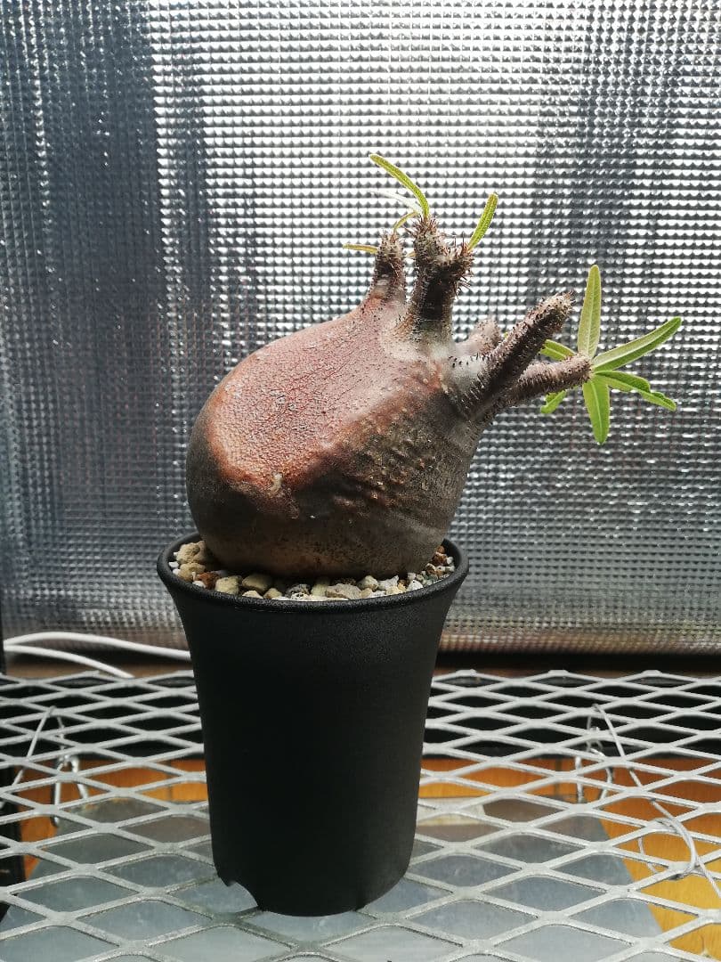 美株‼️グラキリス