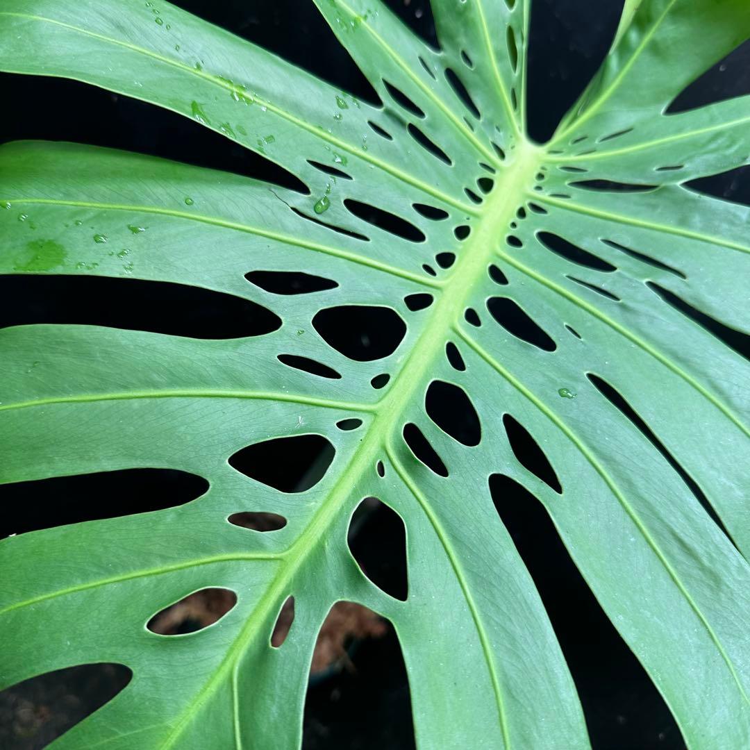 D*e様 モンステラデリシオーサマクロコズム超希少系統鉢植え54㎝