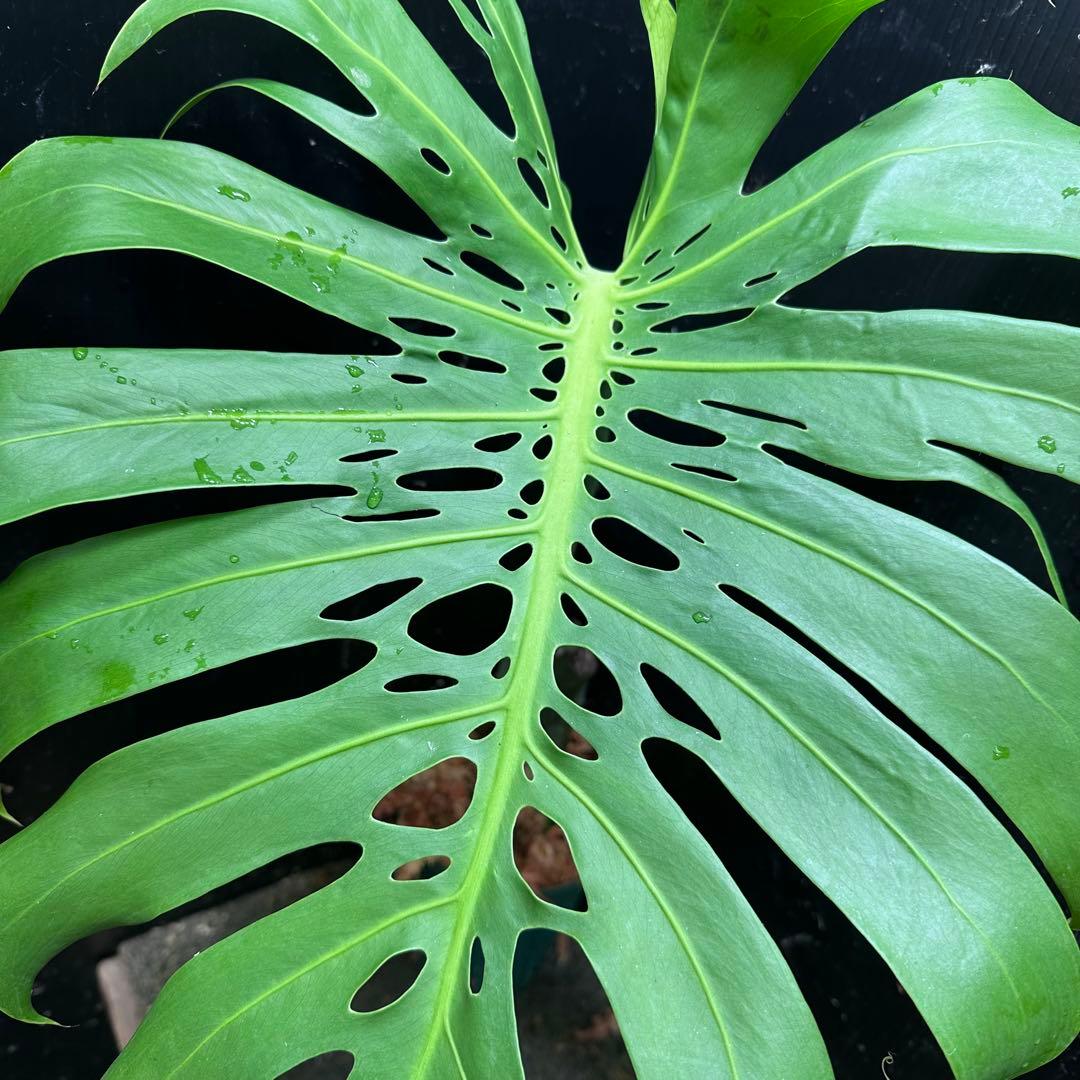 D*e様 モンステラデリシオーサマクロコズム超希少系統鉢植え54㎝