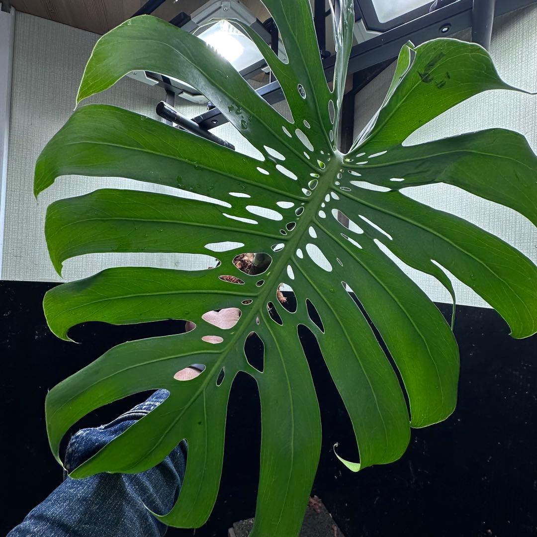 D*e様 モンステラデリシオーサマクロコズム超希少系統鉢植え54㎝
