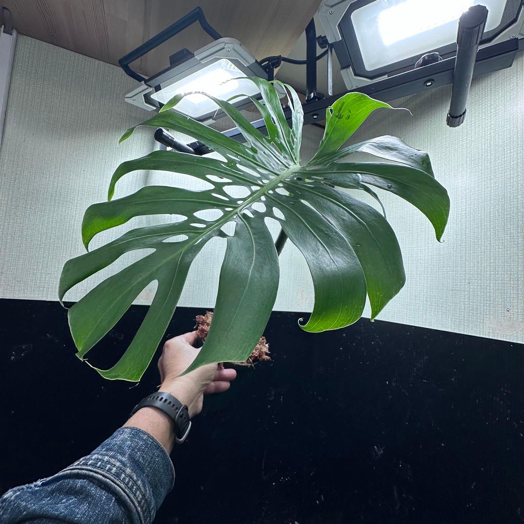 D*e様 モンステラデリシオーサマクロコズム超希少系統鉢植え54㎝