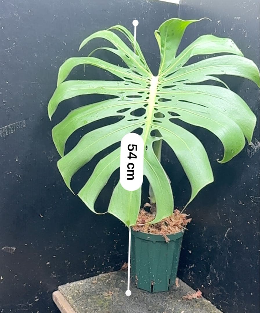 D*e様 モンステラデリシオーサマクロコズム超希少系統鉢植え54㎝