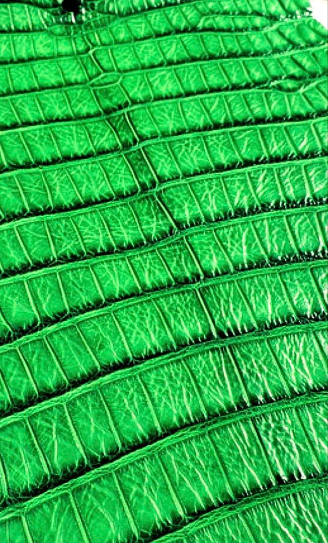 未使用！　アリゲーター　目地染　グリーン　ケース　ミニウォレット　手縫い