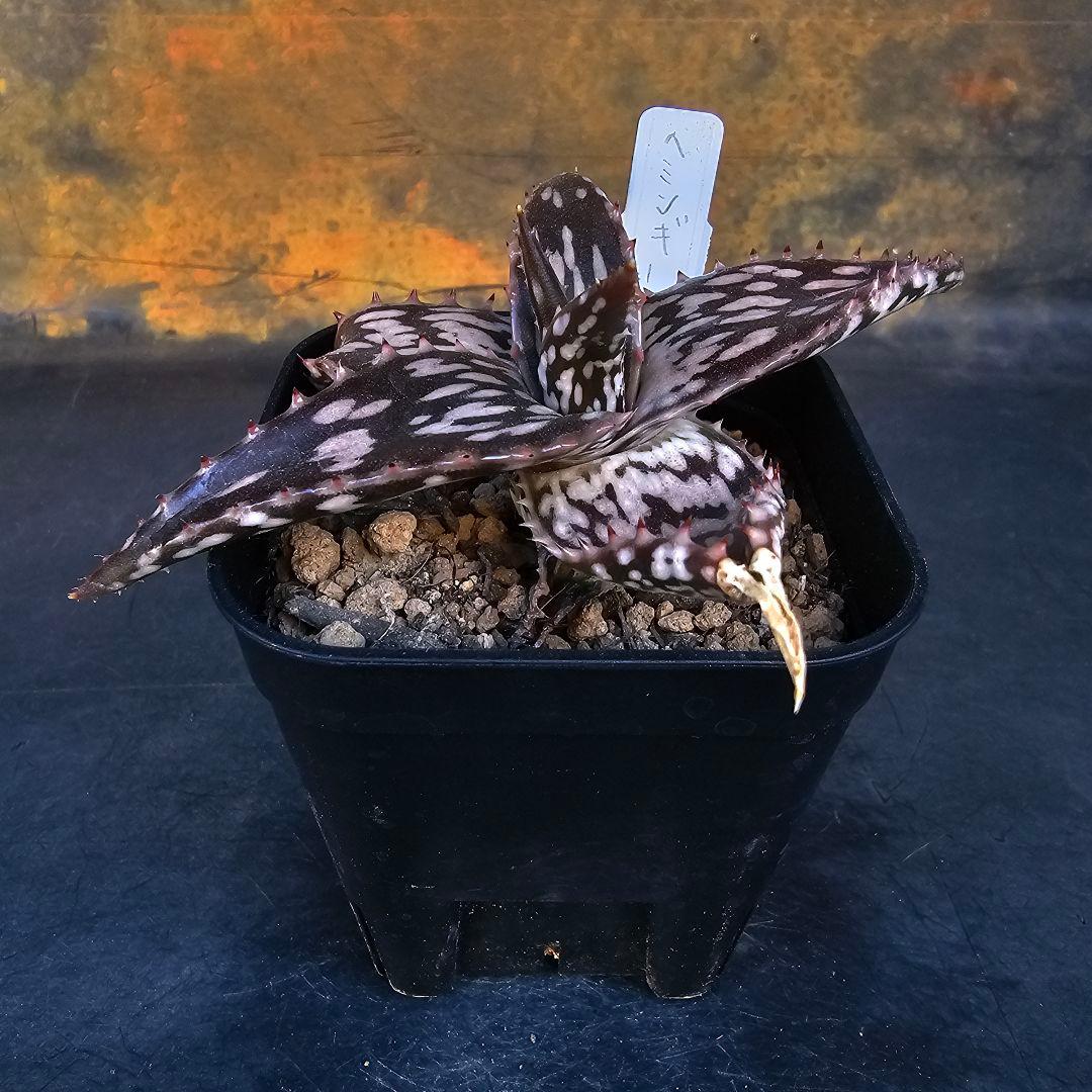 速達発送☆多肉植物 アロエ ヘミンギー