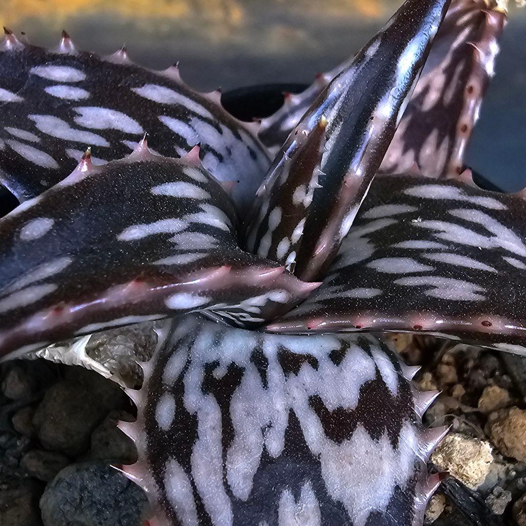 速達発送☆多肉植物 アロエ ヘミンギー