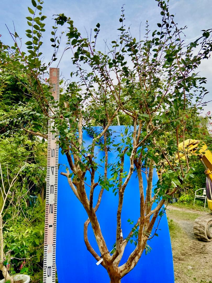 青木 禎斉様用　正月特価1万値下❗️耐寒ジャボチカバ　小葉ミウーダ大株　希少