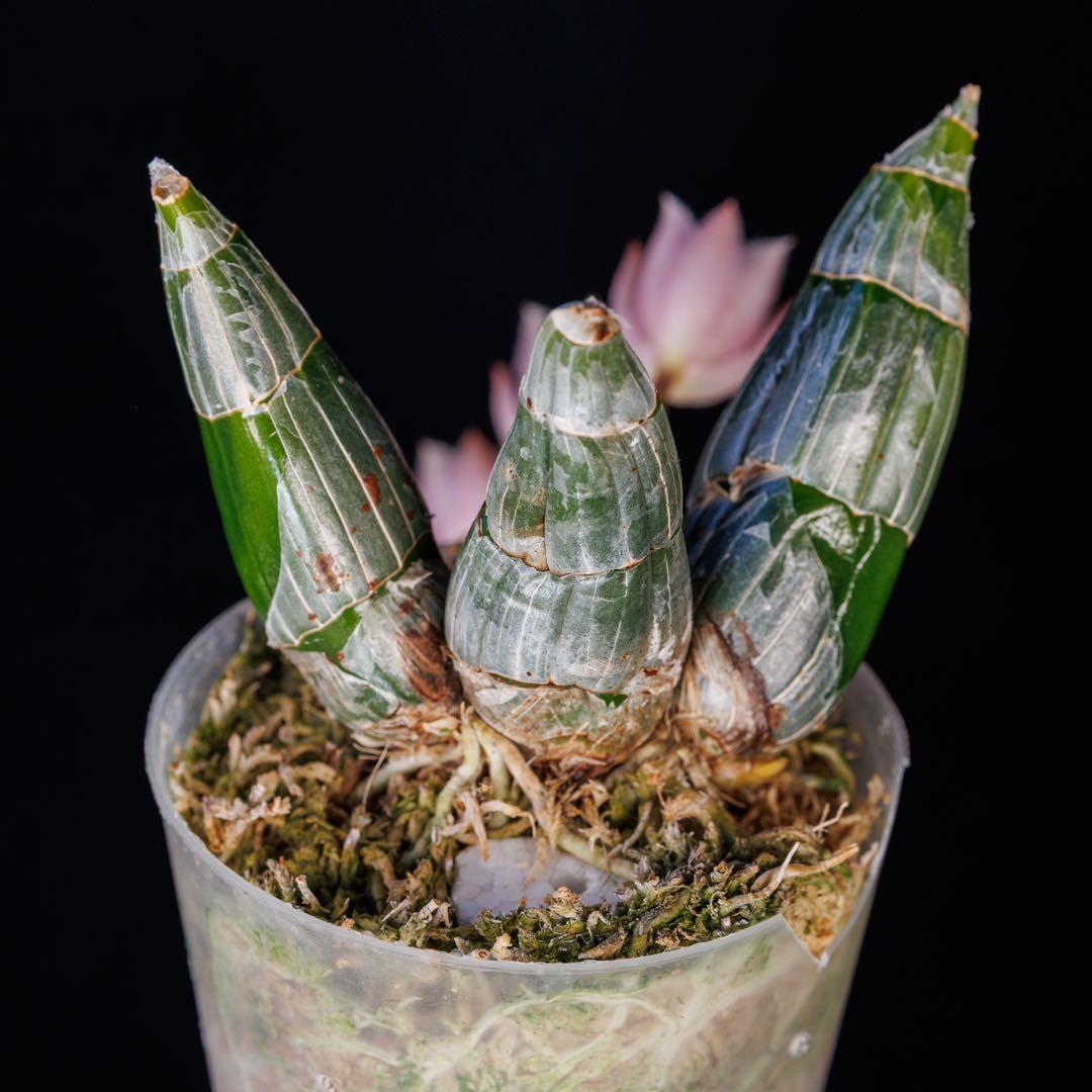 タケノコ蘭 Clowesia rosea SVO選別個体 カタセタム