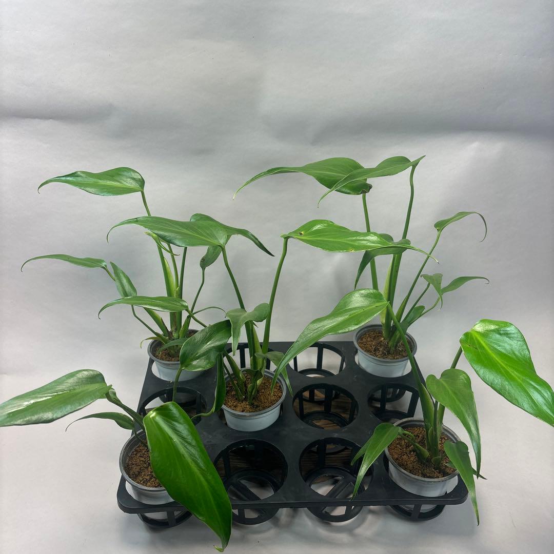 サ*イ様 5株セットms45ちょっと傷あり　モンステラ バールマルクスフレーム