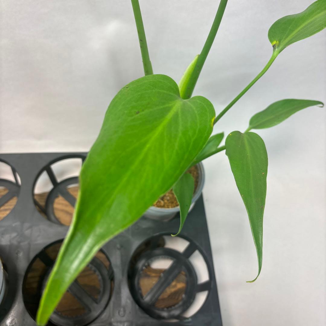 サ*イ様 5株セットms45ちょっと傷あり　モンステラ バールマルクスフレーム