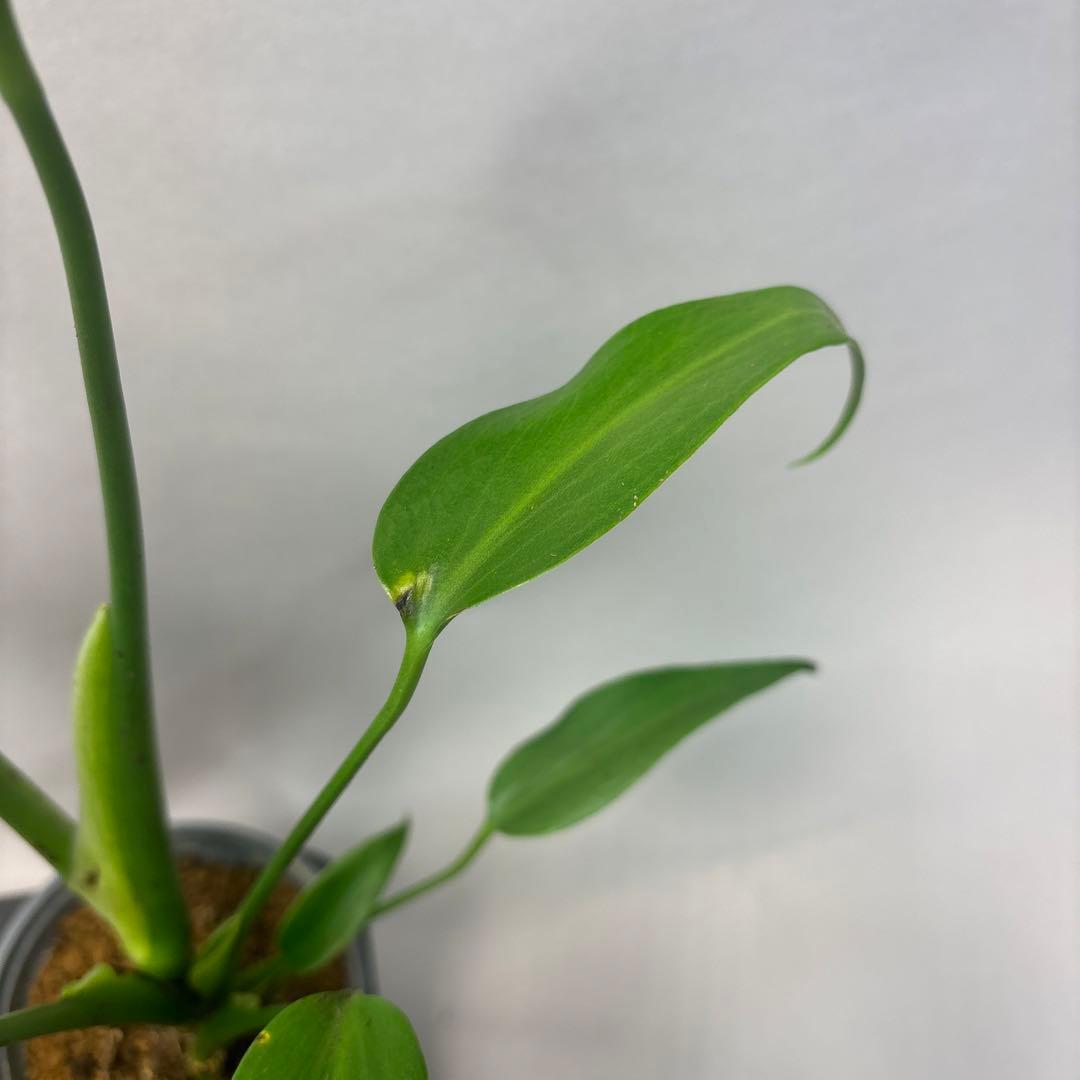 サ*イ様 5株セットms45ちょっと傷あり　モンステラ バールマルクスフレーム