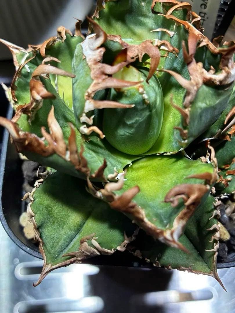 アガベチタノタ　皇冠　クラウン　親株　子株付き 　コレクション株　⭐︎タグ３枚付き