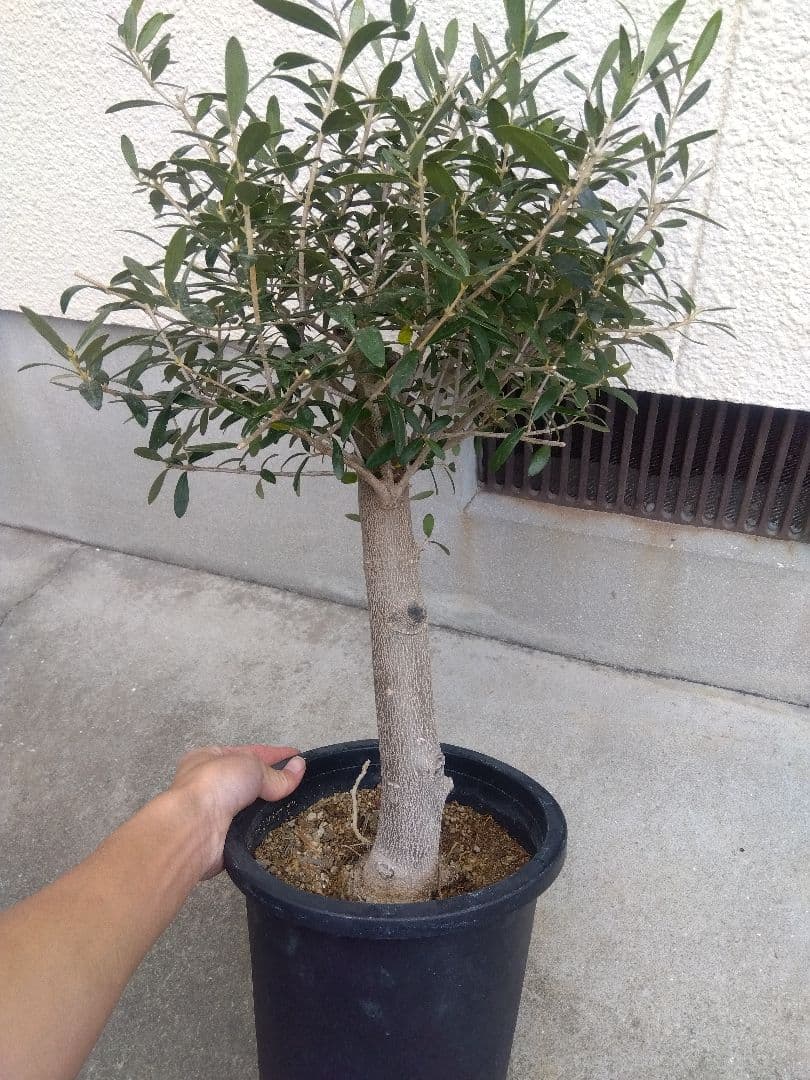 オリーブ　創樹　souju　ネバディロブランコ　8号鉢つき 極太❗　い