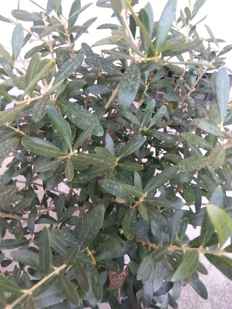 オリーブ　創樹　souju　ネバディロブランコ　8号鉢つき 極太❗　い