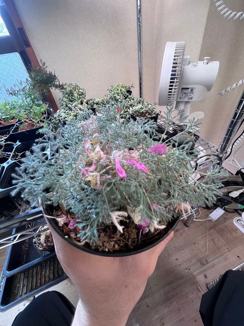 サウコカウロン　ペニクリナム　大株　ラスト