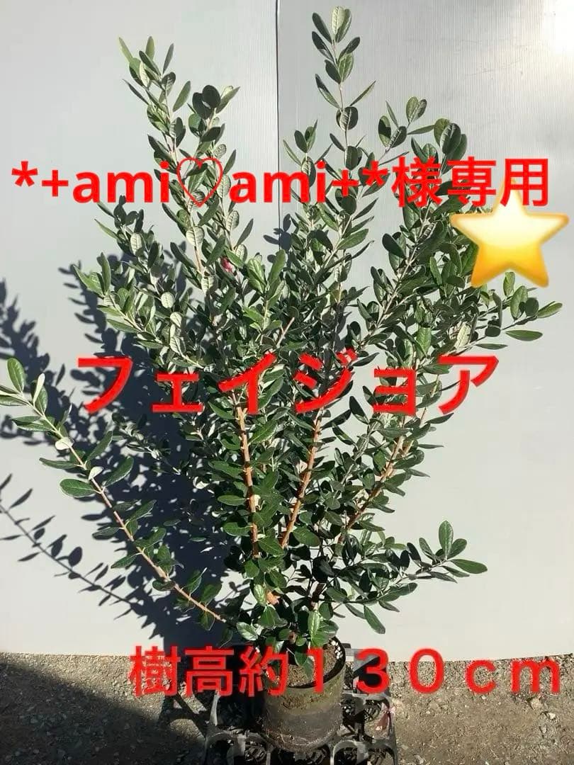 7-44果樹【*+ami♡ami+*フェイジョア】樹高約130cm【送料込