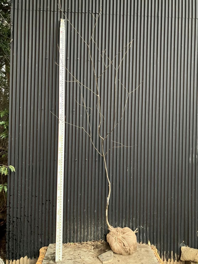 くまま 山採り　アオダモ