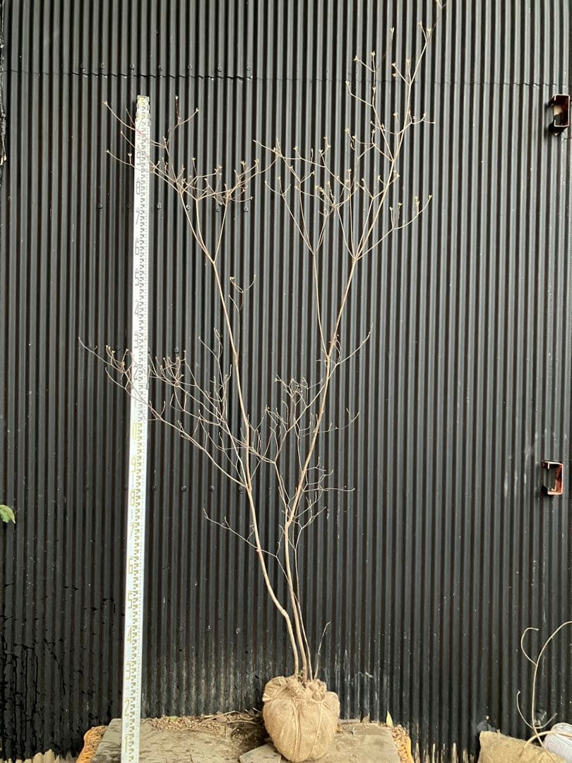 くまま 山採り　アオダモ