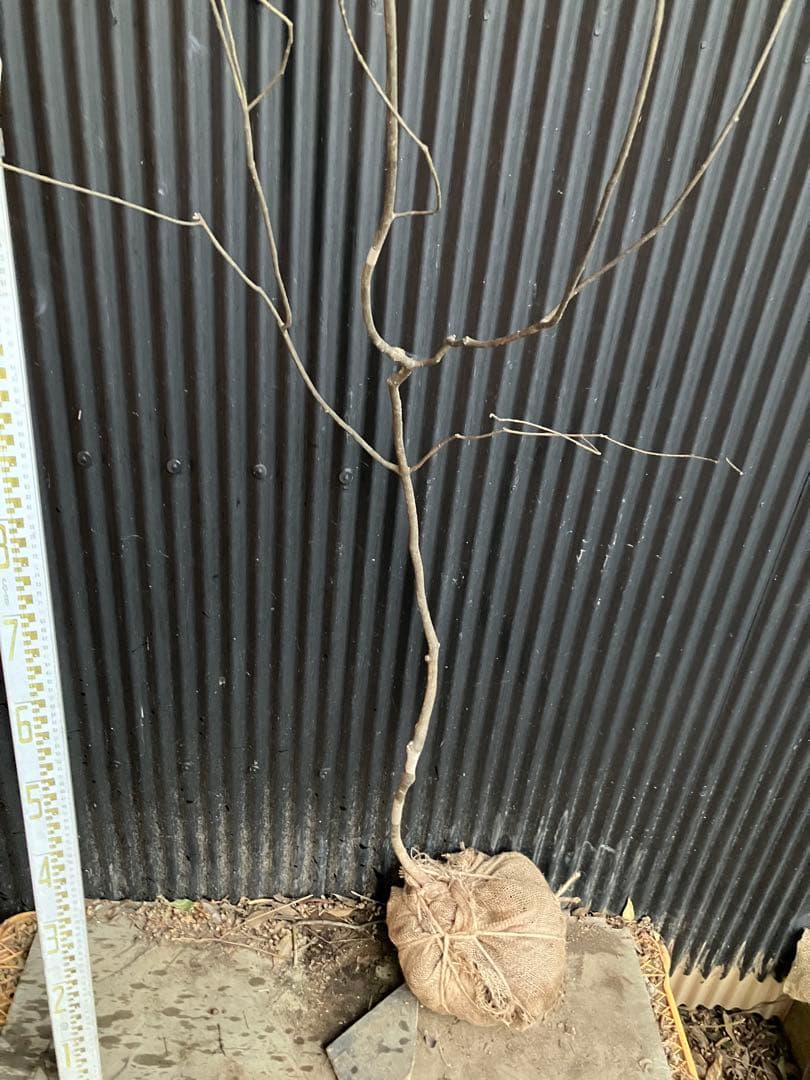 くまま 山採り　アオダモ