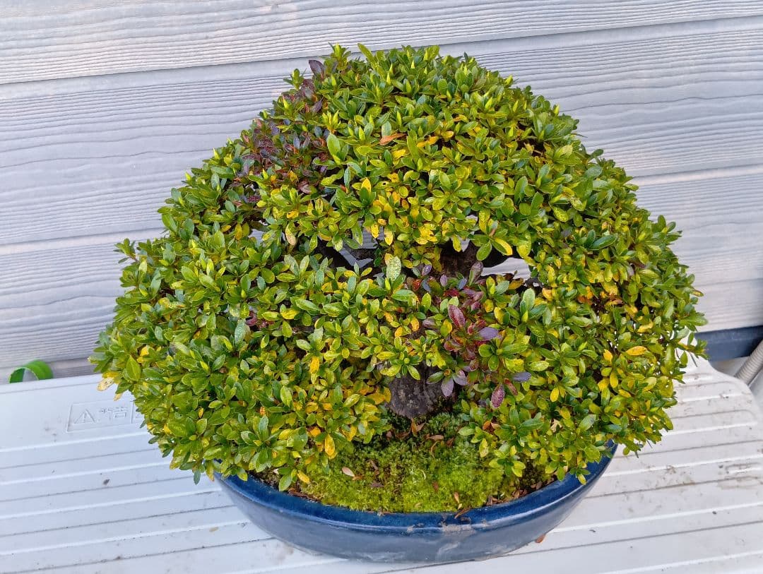 ‼️盆栽‼️皐月盆栽‼️明美の月‼️