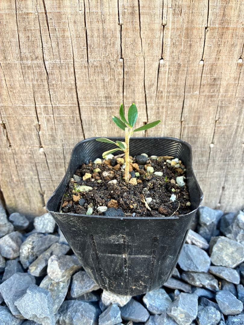 斑入りオリーブ苗　A